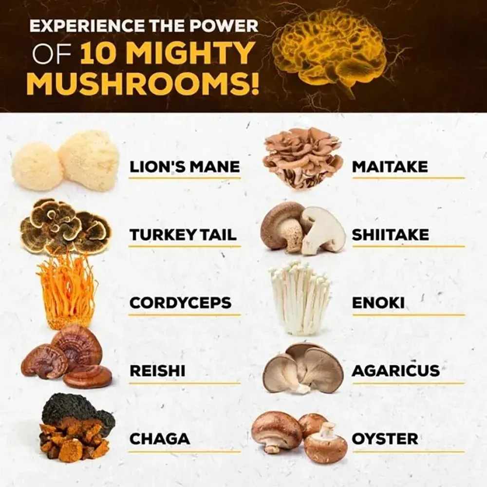 Didacat 10x Capsule Complesse di Funghi con Criniera di Leone Chaga Integratore Nootropico per il Cervello per la Memoria e l'Immunità — image 2